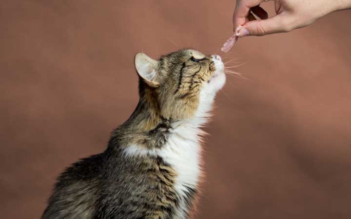 A fluffy brown and white cat getting a reward for working on a trick.